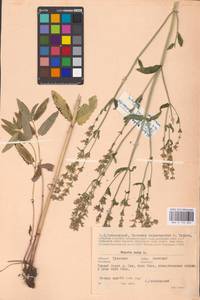 MHA 0 155 654, Nepeta nuda subsp. nuda, Eastern Europe, Central region (E4) (Russia)
