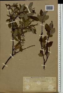Salix phylicifolia L., Eastern Europe, Northern region (E1) (Russia)