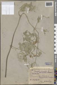 Clematis orientalis L., Middle Asia, Western Tian Shan & Karatau (M3) (Kyrgyzstan)