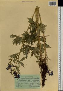 Delphinium cheilanthum Fisch. ex DC., Siberia, Baikal & Transbaikal region (S4) (Russia)