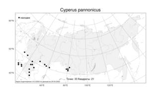 Cyperus pannonicus Jacq., Atlas of the Russian Flora (FLORUS) (Russia)