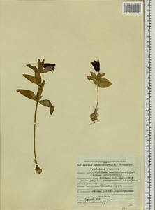 Fritillaria biflora var. biflora, Siberia, Chukotka & Kamchatka (S7) (Russia)