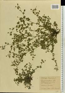Medicago lupulina L., Eastern Europe, South Ukrainian region (E12) (Ukraine)
