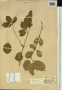 Viburnum burejaeticum Regel & Herder, Siberia, Russian Far East (S6) (Russia)