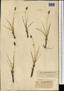 Carex melananthiformis Litv., Mongolia (MONG) (Mongolia)