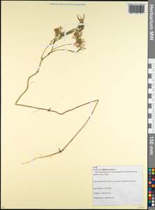 Nigella arvensis L., Caucasus, Krasnodar Krai & Adygea (K1a) (Russia)