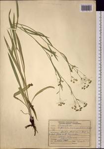 Bupleurum scorzonerifolium Willd., Siberia, Russian Far East (S6) (Russia)