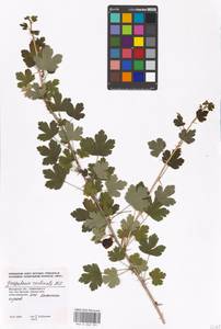 Ribes uva-crispa var. sativum DC., Eastern Europe, Moscow region (E4a) (Russia)