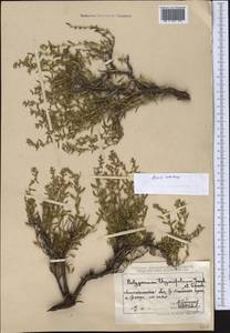 Polygonum thymifolium Jaub. & Spach, Middle Asia, Muyunkumy, Balkhash & Betpak-Dala (M9) (Kazakhstan)