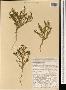 Grubovia melanoptera (Bunge) Freitag & G. Kadereit, Mongolia (MONG) (Mongolia)