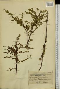 Spiraea hypericifolia L., Siberia, Altai & Sayany Mountains (S2) (Russia)