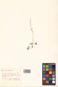 Thalictrum alpinum L., Siberia, Russian Far East (S6) (Russia)