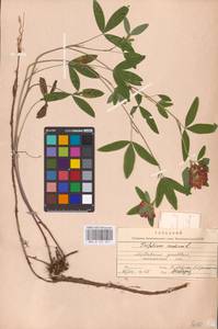 Trifolium medium L., Eastern Europe, Middle Volga region (E8) (Russia)