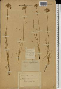 Allium angulosum L., Eastern Europe, Rostov Oblast (E12a) (Russia)