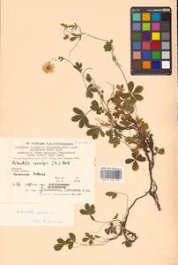 Potentilla aurea L., Eastern Europe, West Ukrainian region (E13) (Ukraine)