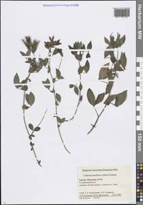 Lathyrus laxiflorus (Desf.) Kuntze, Caucasus, Abkhazia (K4a) (Abkhazia)