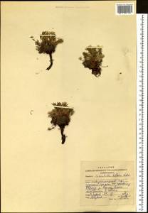 Potentilla biflora Willd. ex Schltdl., Siberia, Altai & Sayany Mountains (S2) (Russia)