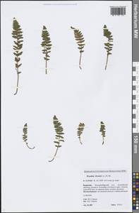 Woodsia ilvensis (L.) R. Br., Siberia, Baikal & Transbaikal region (S4) (Russia)