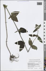 Clinopodium chinense (Benth.) Kuntze, Siberia, Russian Far East (S6) (Russia)