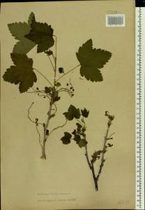 Ribes spicatum E. Robson, Eastern Europe, North-Western region (E2) (Russia)