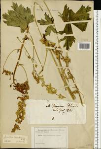 Aconitum lycoctonum subsp. lasiostomum (Rchb.) Warncke, Eastern Europe (no precise locality) (E0)