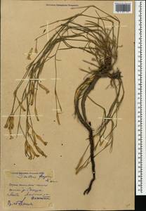 Dianthus fragrans M. Bieb., Caucasus, Dagestan (K2) (Russia)