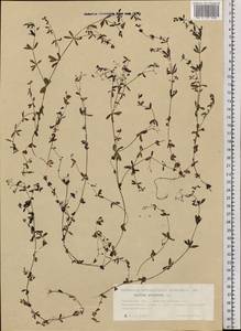 Galium palustre L., Siberia, Western Siberia (S1) (Russia)