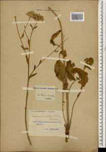 Saussurea salsa (Pall.) Spreng., Caucasus, Turkish Caucasus (NE Turkey) (K7) (Turkey)