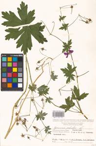 Geranium palustre L., Eastern Europe, Moscow region (E4a) (Russia)