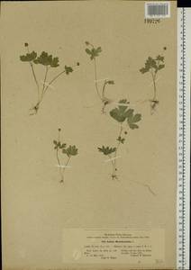 Adoxa moschatellina L., Eastern Europe, North Ukrainian region (E11) (Ukraine)