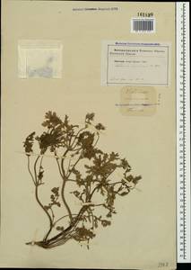 Erodium ciconium (L.) L'Hér., Crimea (KRYM) (Russia)