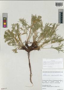 Artemisia pubescens Ledeb., Siberia, Altai & Sayany Mountains (S2) (Russia)