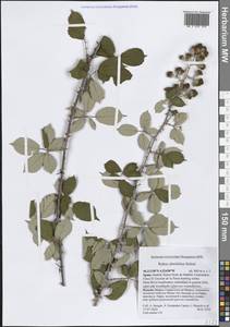 Rubus ulmifolius Schott, Western Europe (EUR) (Spain)