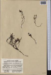 Andromeda polifolia L., Siberia, Russian Far East (S6) (Russia)