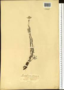 Leontopodium leontopodioides (Willd.) Beauverd, Siberia, Baikal & Transbaikal region (S4) (Russia)