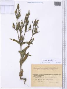 Silene noctiflora L., Middle Asia, Pamir & Pamiro-Alai (M2) (Tajikistan)