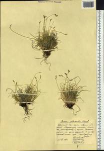 Carex glacialis Mack., Siberia, Chukotka & Kamchatka (S7) (Russia)