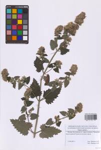 Nepeta cataria L., Eastern Europe, Moscow region (E4a) (Russia)