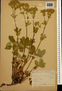 Potentilla brachypetala Fisch. & C. A. Mey. ex Lehm., Caucasus, Stavropol Krai, Karachay-Cherkessia & Kabardino-Balkaria (K1b) (Russia)