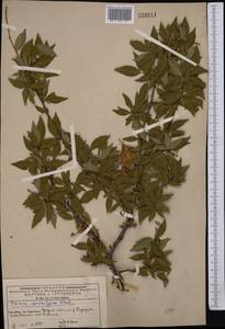 Prunus cerasifera Ehrh., Middle Asia, Western Tian Shan & Karatau (M3) (Kyrgyzstan)