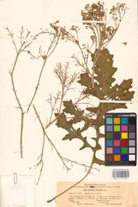 Crambe tataria Sebeók, Eastern Europe, Central forest-and-steppe region (E6) (Russia)