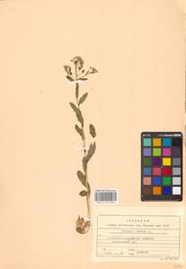 Thlaspi arvense L., Eastern Europe, Central region (E4) (Russia)