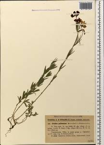 Lathyrus pallescens (M.Bieb.) K.Koch, Caucasus, Georgia (K4) (Georgia)