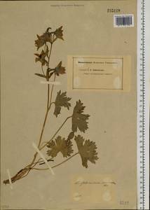 Delphinium dasyanthum Kar. & Kir., Siberia, Altai & Sayany Mountains (S2) (Russia)