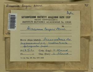 Dicranum undulatum Schrad. ex Brid., Bryophytes, Bryophytes - Karelia, Leningrad & Murmansk Oblasts (B4) (Russia)