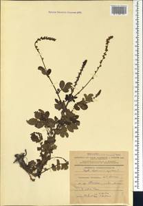 Agrimonia eupatoria L., Caucasus, Azerbaijan (K6) (Azerbaijan)