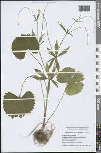 Ranunculus cassubicus L., Eastern Europe, Central region (E4) (Russia)