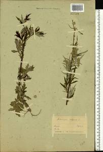 Artemisia vulgaris L., Eastern Europe, Belarus (E3a) (Belarus)