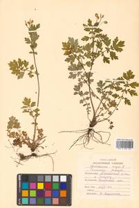 Chelidonium majus L., Siberia, Russian Far East (S6) (Russia)