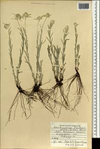 Leontopodium leontopodioides (Willd.) Beauverd, Mongolia (MONG) (Mongolia)